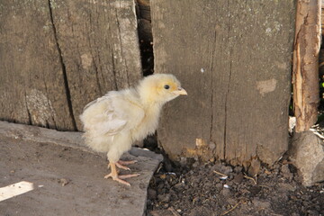 A small yellow chicken at the village fence made of wooden boards on the farm