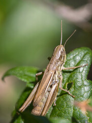 grasshopper on the grass