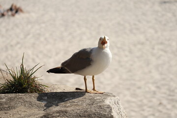 Seagulls walk in the sand on the sea, island cies, Galicia, Spain, the best beach on the world.