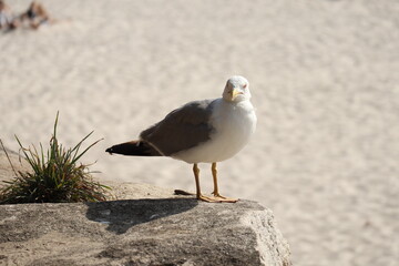 Seagulls walk in the sand on the sea, island cies, Galicia, Spain, the best beach on the world.