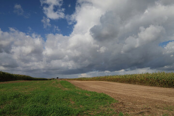Fototapeta Uprawa kukurydzy i samotne drzewo. obraz