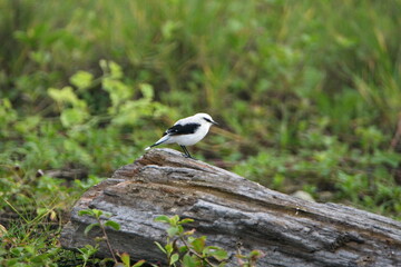 Masked water-tyrant (Fluvicola nengeta) perched on a log in a field in Ayampe, Ecuador