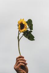 Sonnenblume mit Hand hochgehalten