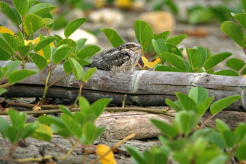 Scrub nightjar (Nyctidromus anthonyi) perched on a log on the beach in Ayampe, Ecuador