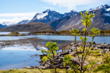 spring concept in Norway