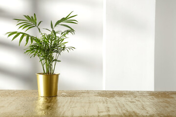 Desk of free space and green plant. White wall with shadows. 