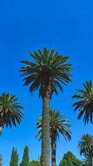 Fototapeta premium palm trees against blue sky