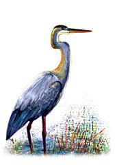 Gray heron in its natural habitat among the swamp. Watercolor illustration.