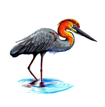 A gray crane with an orange neck stands in the water. Watercolor.