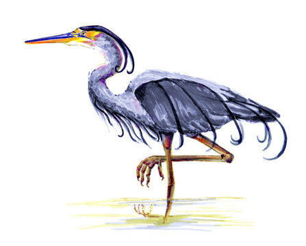 The gray heron stands on one leg, side view of the bird. Watercolor illustration, isolate on a white background.