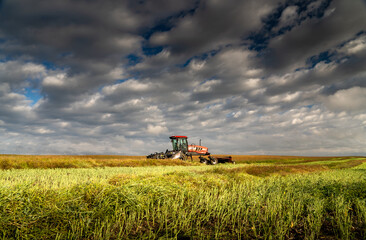 Rockyview County Alberta Canada, September 22 2021: A swather sits on a partially harvested wheat field in the early morning on the Canadian prairies.