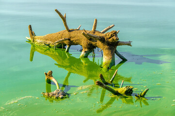 Ecological crisis. Swampy polluted river water