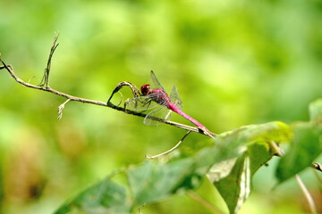 Red dragonfly perched on a twig in Ayampe, Ecuador