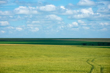 Beautiful view of green field and blue sky