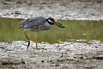 Yellow-crowned night heron (Nyctanassa violacea) eating a crab on the bank of a shallow pond in Ayampe, Ecuador