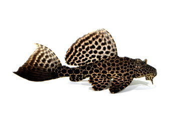 セイルフィンプレコ　プレコの幼魚　ナマズの仲間　白バック