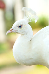 Albino peacock in close-up profile
