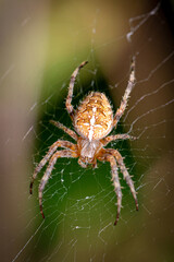 Kreuzspinne
