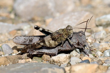 reproduction d'œdipodes turquoises Oedipoda caerulescens