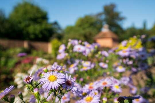 Colourful flowes growing in the borders at Eastcote House historic walled garden in the Borough of Hillingdon, London, UK. Photographed on a sunny summer's day.