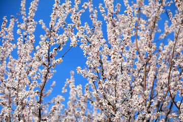 The peach blossom is in full bloom in the park