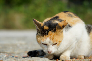 猫