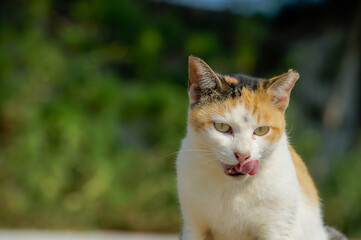 猫
