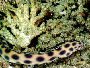 Costa Rica Pacific sea life