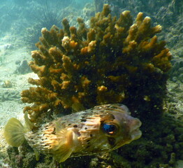 Costa Rica Pacific sea life