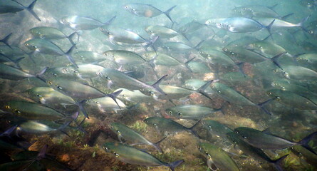 Costa Rica Pacific sea life