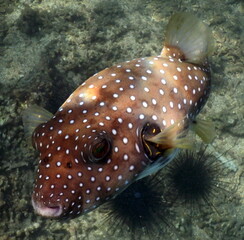 Costa Rica Pacific sea life