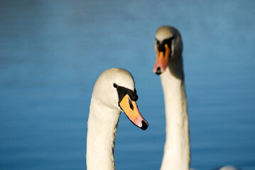 Obraz premium Close up of a swan