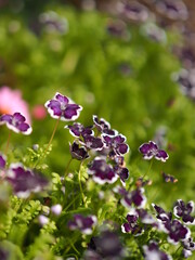 植物園で展示されている草花