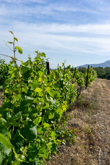 Fototapeta na wymiar Landscape with a view of the vineyard on the background of the mountains