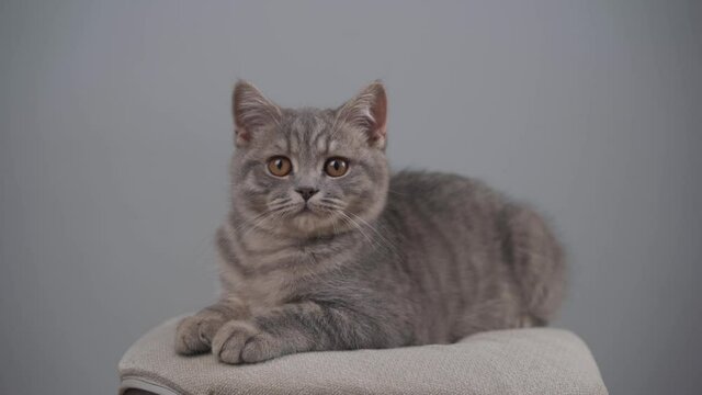 Young male gray tabby cat breed Scottish straight with yellow eyes on chair in studio on gray background. Portrait of cute pet kitten gray striped teenager posing on a stool against a gray wall
