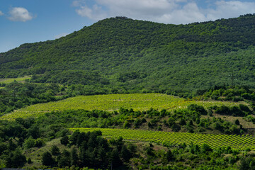 Fototapeta na wymiar Landscape with a view of the vineyard