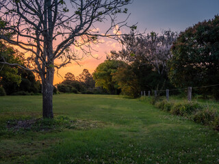 Parkland Afternoon with Golden Sidelight