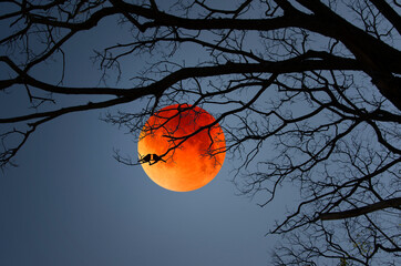 Black branches with little birds on red wolf moon in blue sky