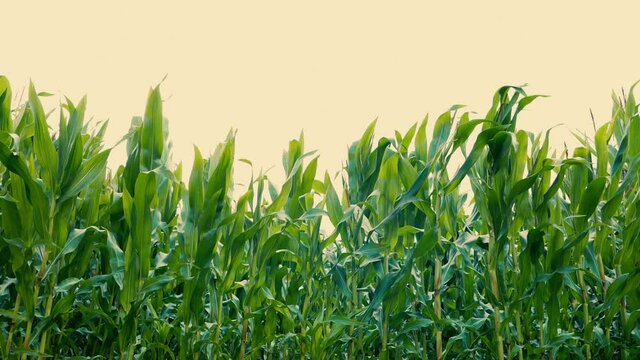Evening Corn Field In Strong Wind