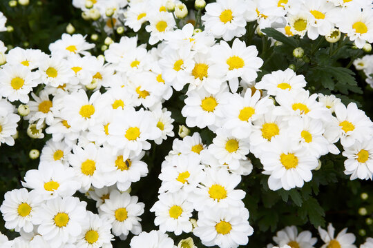 菊の盆栽 Images Browse 7 Stock Photos Vectors And Video Adobe Stock