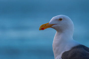 2020-02-14 PROFILE OF A ADULT WHITE SEAGULL LOOKING LEFT WITH A BLURRY BLUE BACKGROUND