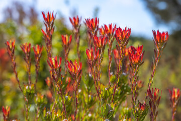 Close-up of shrub Leucadendron salignum. 