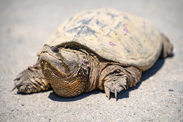 Common Snapping Turtle walks in the park.