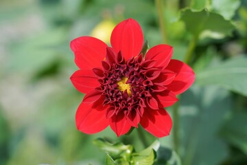 光を浴びて輝く満開の赤いダリア
