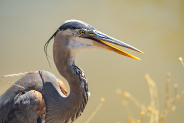 Great blue heron (Ardea cinerea) close up