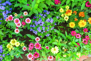 花壇に咲く花々の風景3