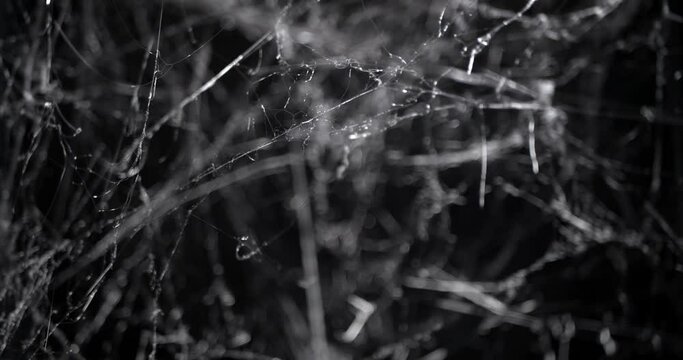 Spooky slow focus into a mess of cobwebs at night, shaking in the wind. Halloween spider web background.
