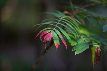 Autumn leaves - some green and some turning - captured along a hiking trail in an Ontario Provincial Park.