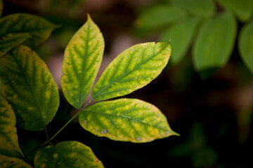 Autumn leaves - some green and some turning - captured along a hiking trail in an Ontario Provincial Park.