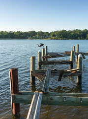 After the Storm Demolished Boat Dock with Heron - 459026751